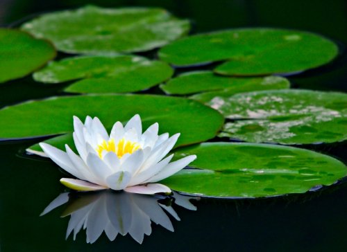 A Pond Lily